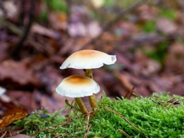 Paddenstoelen Gerhagen