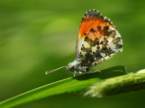 Vlinder © Hans Limet