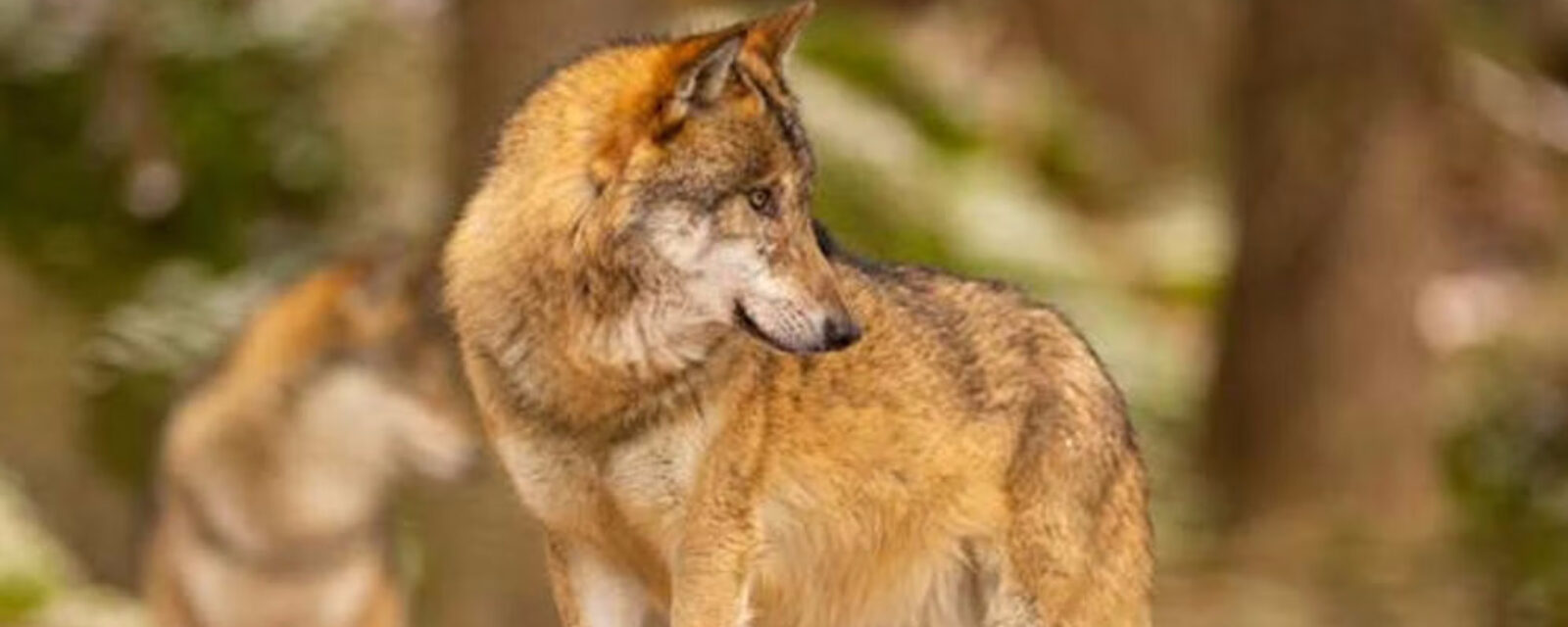Wolf © provincie Vlaams Brabant