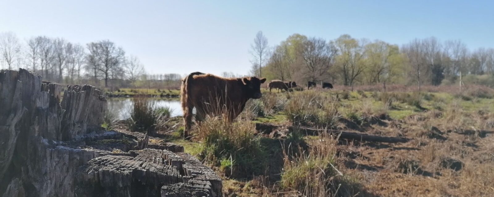 Koeien in de natuur