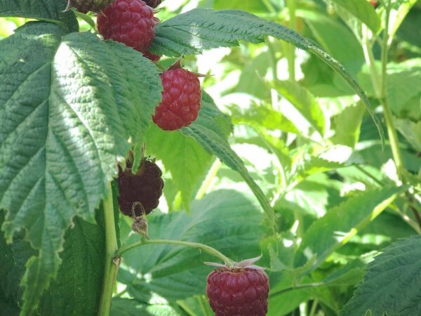 Frambozen in Pluktuin Hof van Ida
