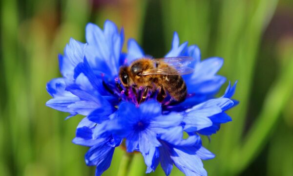 Zwarte bij Apis mellifera mellifera