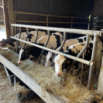 Koeien van boerderij Van Elven in Laakdal