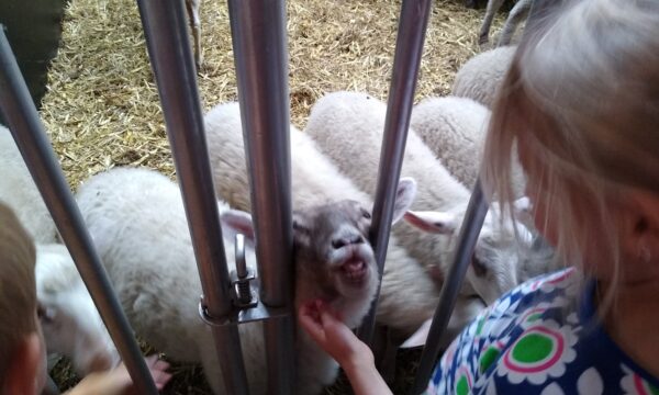kind aait schapen