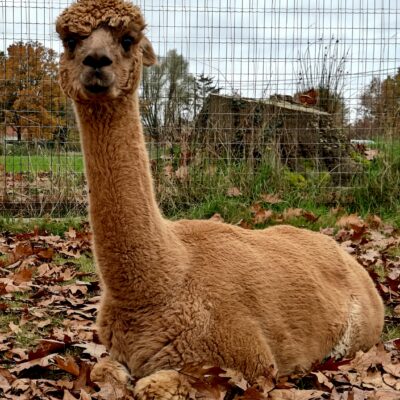 Alpaca's bij Het Varentje tijdens het programma van Landschap van Stilte