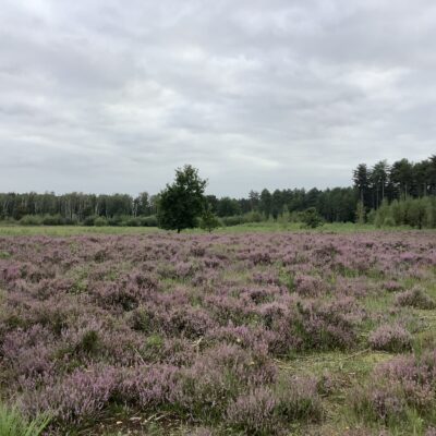 Heidelandschap Averbode bos en heide