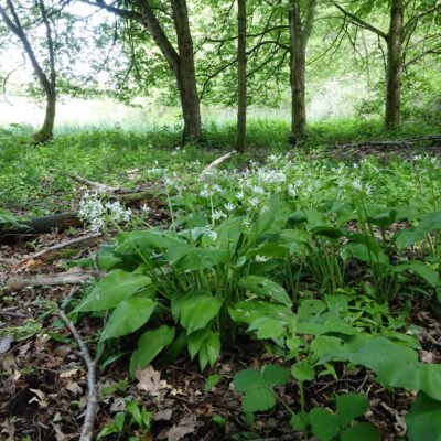 natuurgebied Netevallei-Schaapwees