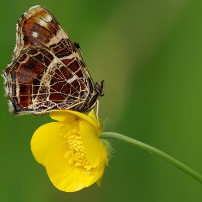 De vlindersoort "Landkaartje" op een boterbloem