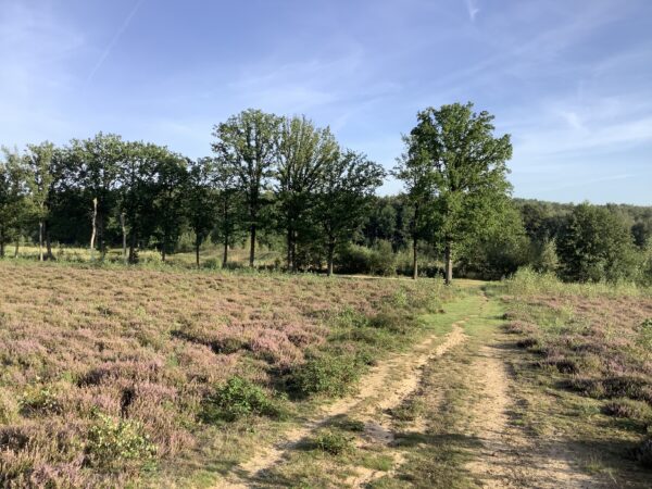 Heidelandschap