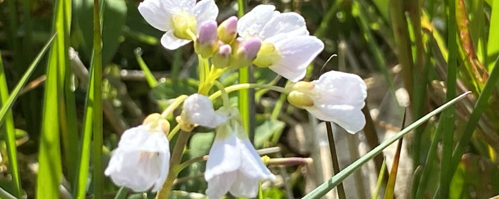 witte bloemen