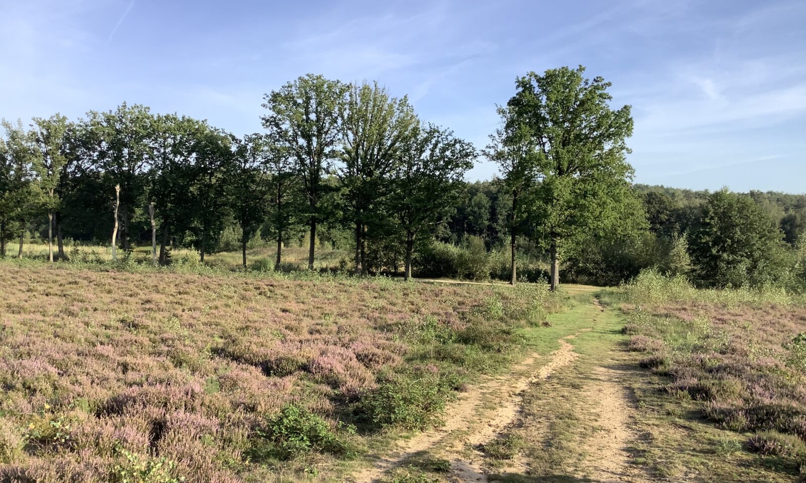 Natuurgebied Averbode Bos en Heide in Landschapspark de Merode