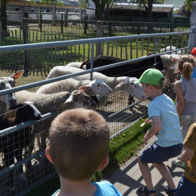 Kinderboerderij Het Ollemanshoekje schapen