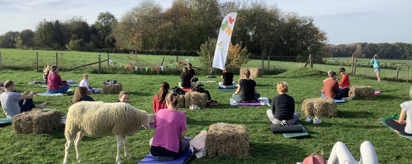 Yoga tussen schapen