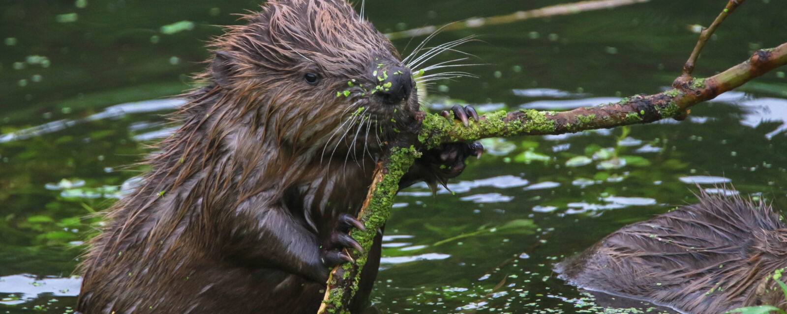 Bever foto Maarten Drybooms