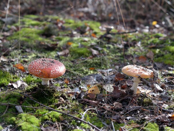 paddenstoelen