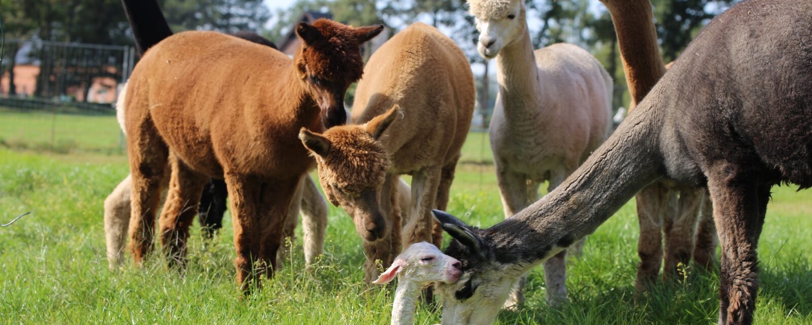Alpaca's bij Het Varentje