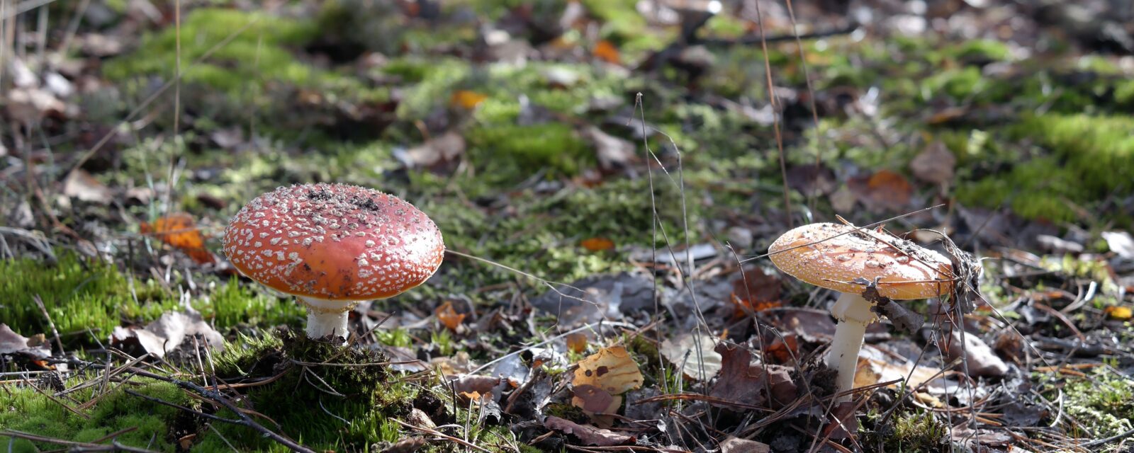 paddenstoelen