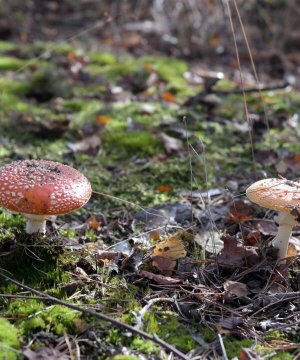 paddenstoelen